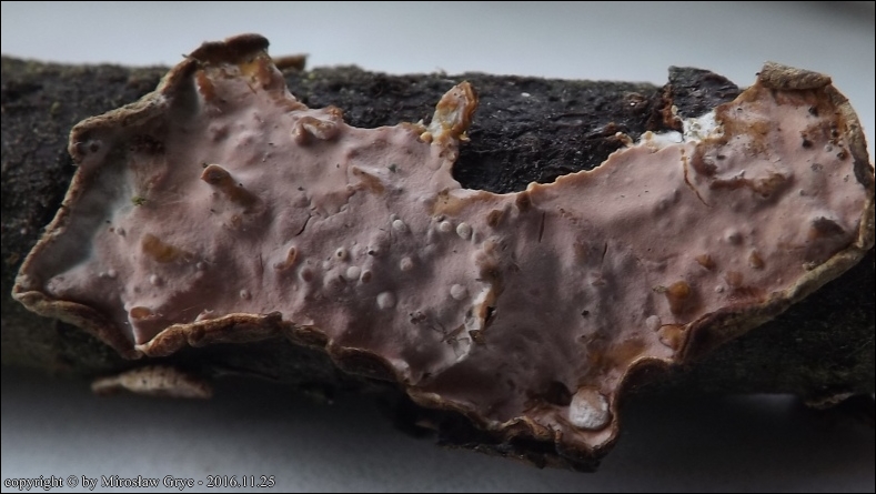 skórotrzęsak różowawy - zdjęcie główne