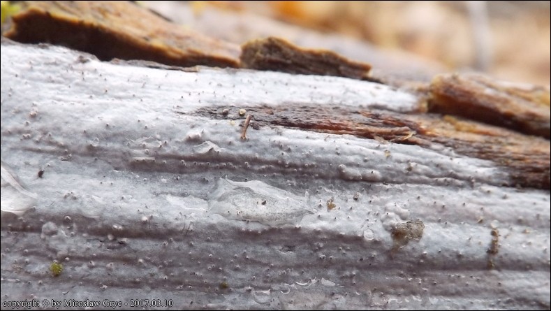 łojówka różowawa - zdjęcie główne