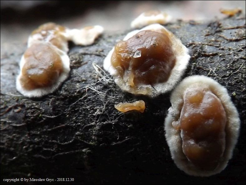 skórotrzęsak ochrowy - zdjęcie główne