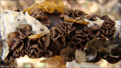 Encoelia fascicularis