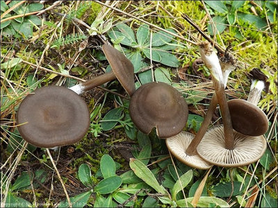 Entoloma brassicolens