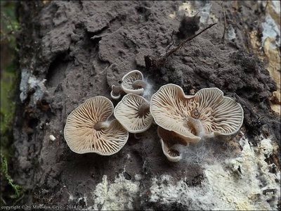Entoloma byssisedum