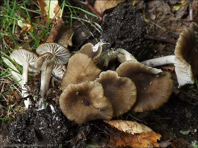 Entoloma caccabus
