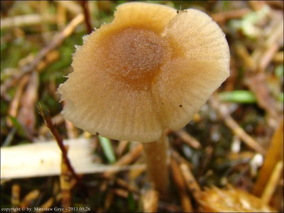 Entoloma cetratum