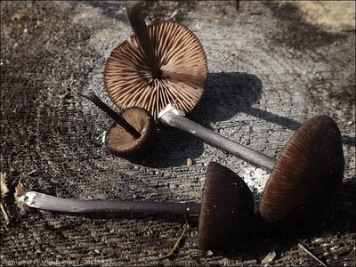 E. chalybeum var. lazulinum