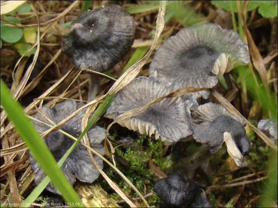 Entoloma chytrophilum