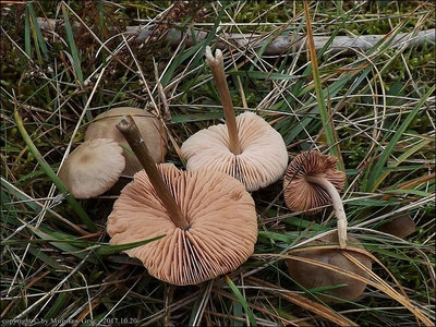 Entoloma conferendum