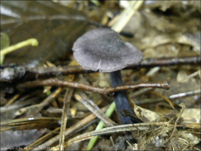 Entoloma dichroum