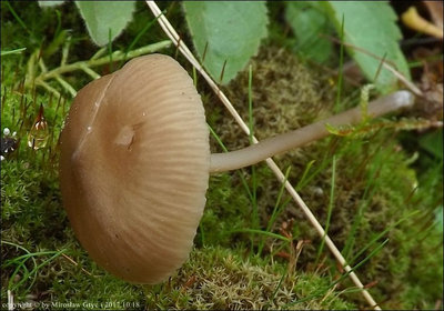Entoloma infula