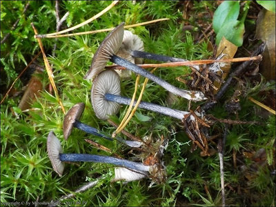 Entoloma lampropus