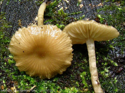 Entoloma lanuginosipes