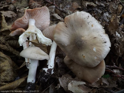 Entoloma lividoalbum