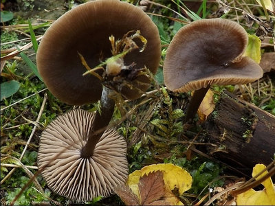 Entoloma sericeum