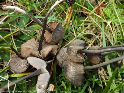 Entoloma serrulatum