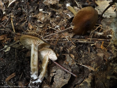 Entoloma subradiatum