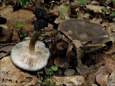 Entoloma venosum