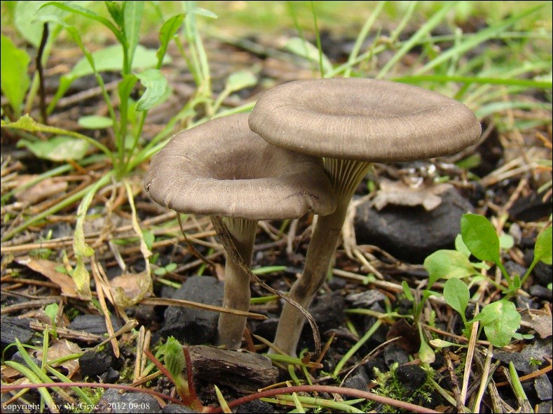 szaroblaszek zgliszczowy - zdjęcie główne