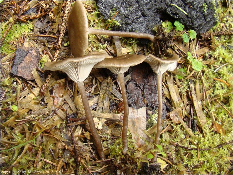 śluzopępka węglolubna - zdjęcie główne