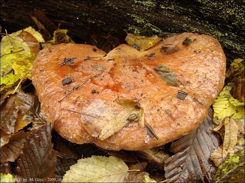 ozorek dębowy - zdjęcie główne