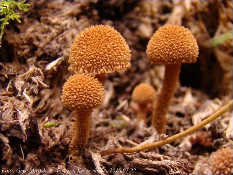 płomienniczek żółtobrązowy - zdjęcie główne