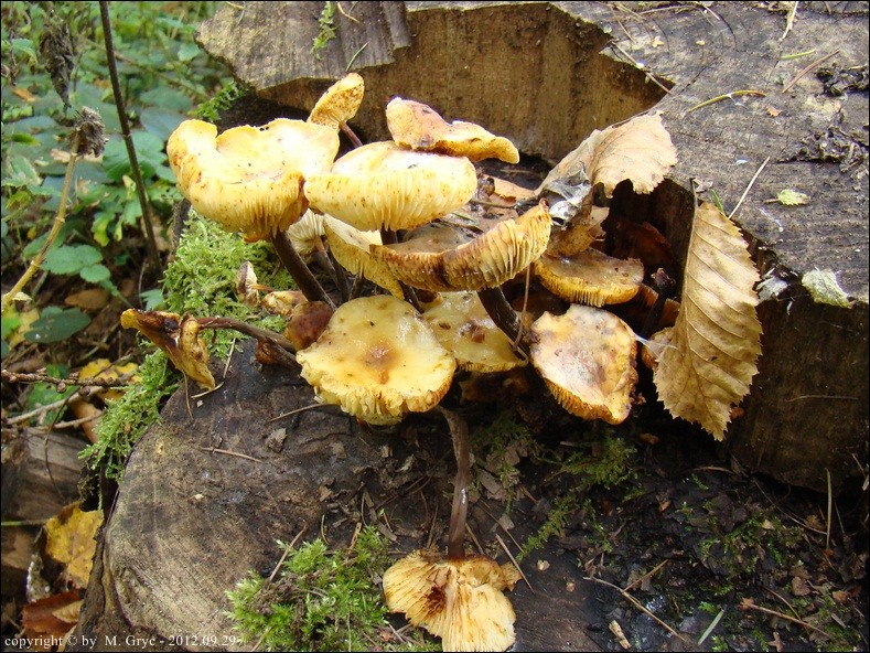 płomiennica letnia - zdjęcie główne