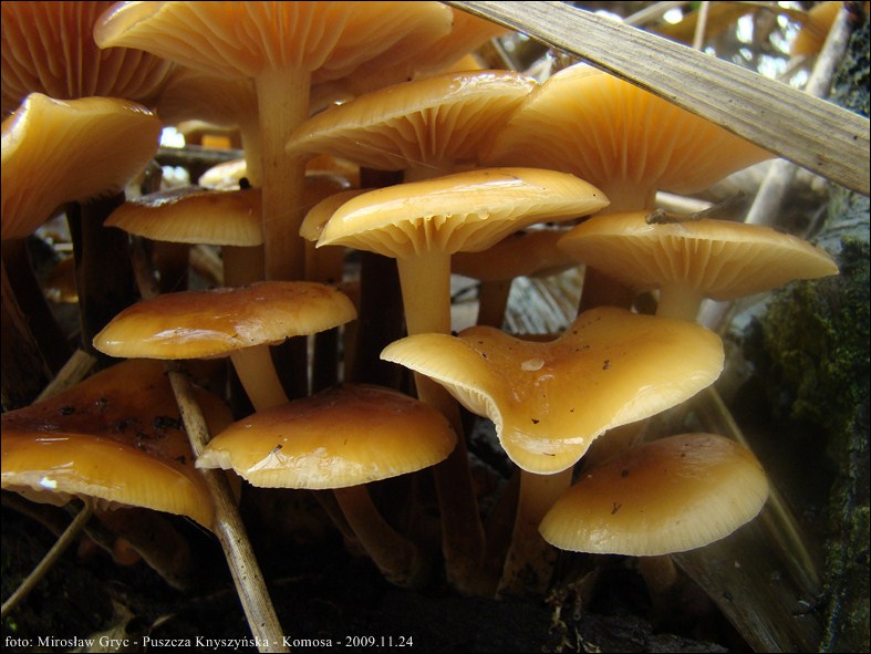 płomienica zimowa - zdjęcie główne