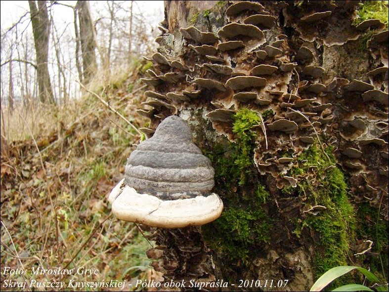 hubiak pospolity - zdjęcie główne