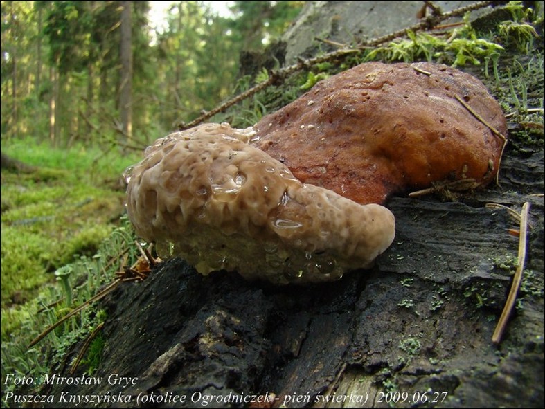 pniarek obrzeżony - zdjęcie główne