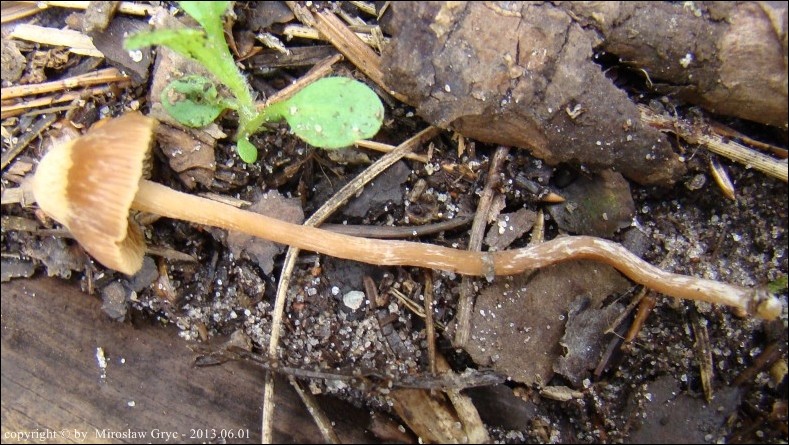 hełmówka ampułkowatorozwierkowa - zdjęcie główne