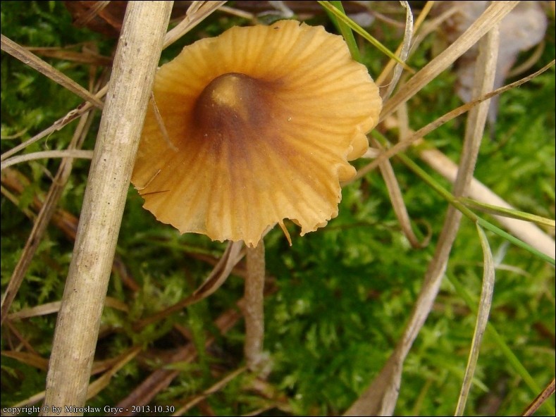 hełmówka wielkozarodnikowa - zdjęcie główne