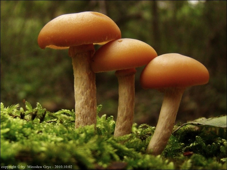 hełmówka jesienna - zdjęcie główne