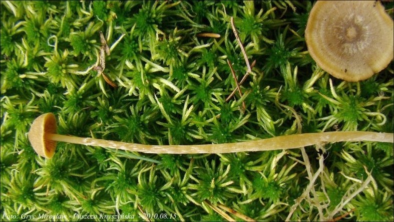 hełmówka błotna - zdjęcie główne