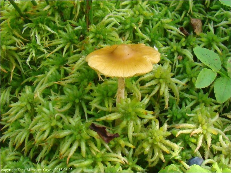 hełmówka oprószona - zdjęcie główne