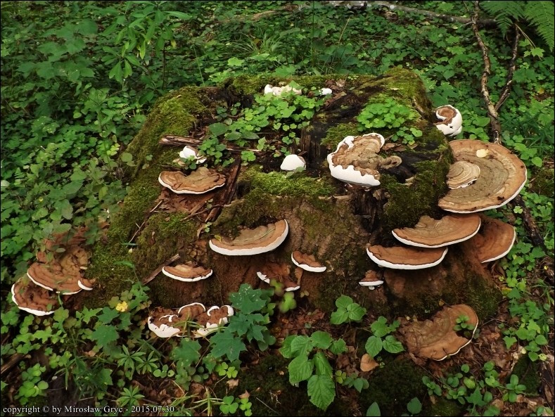 lakownica spłaszczona - zdjęcie główne