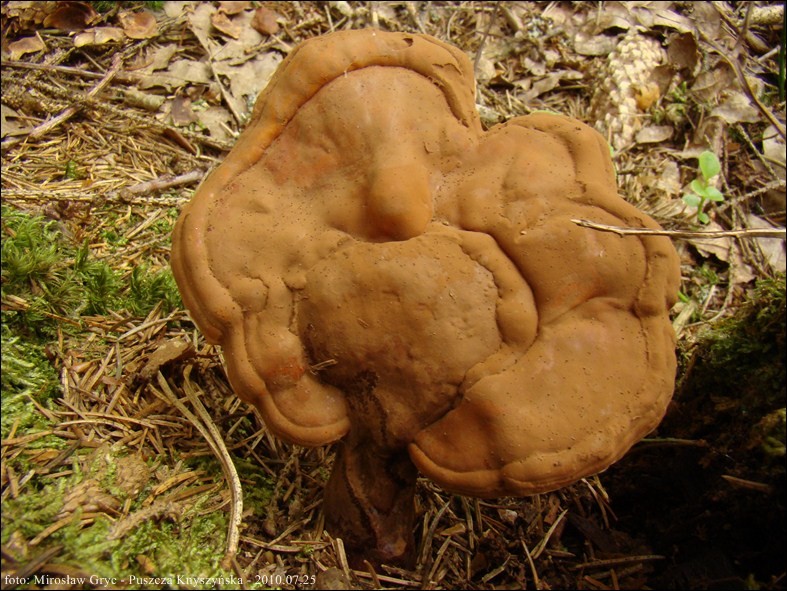 lakownica żółtawa - zdjęcie główne