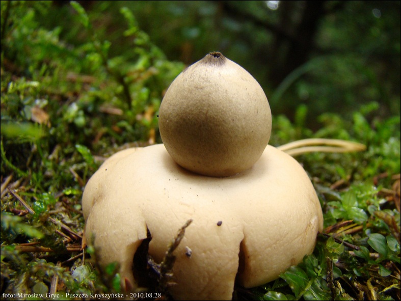 gwiazdosz frędzelkowany - zdjęcie główne