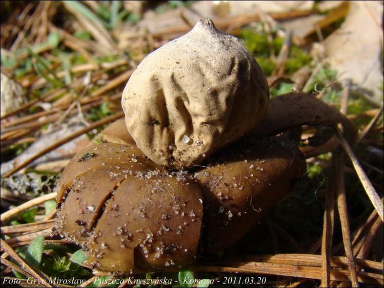 gwiazdosz kwiatuszkowaty - zdjęcie główne