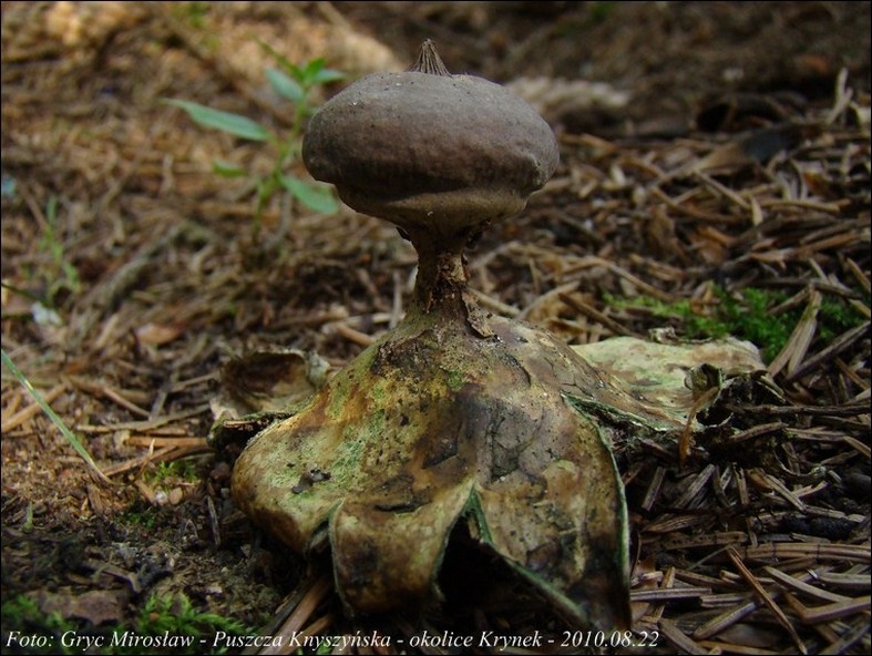 gwiazdosz długoszyjkowy - zdjęcie główne