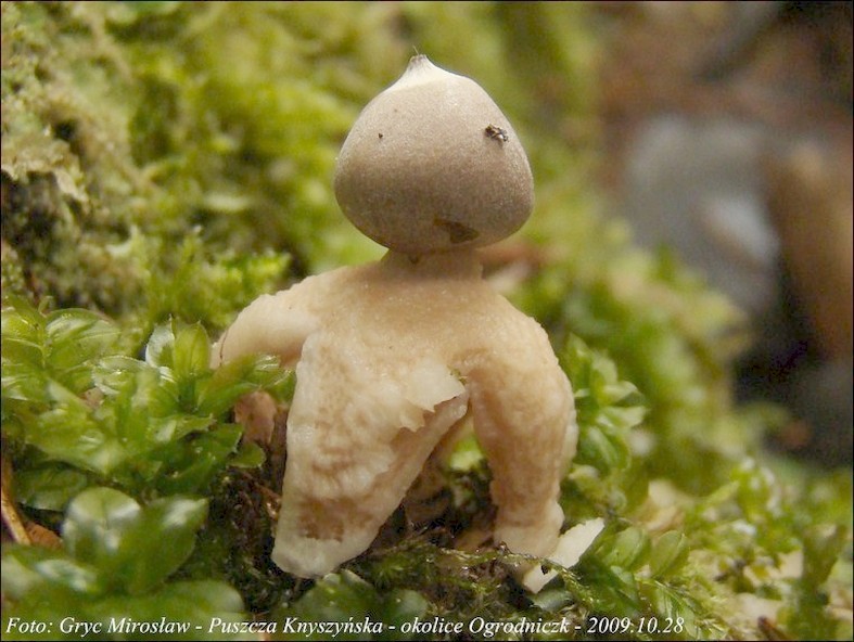 gwiazdosz czteropromienny - zdjęcie główne