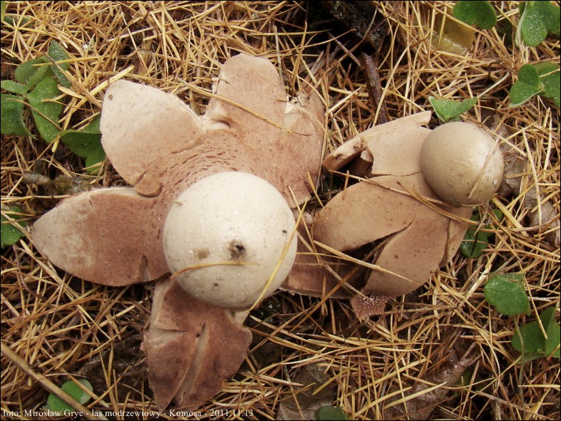 gwiazdosz rudawy - zdjęcie główne