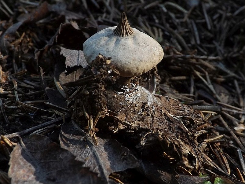 gwiazdosz prążkowany - zdjęcie główne