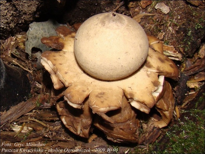 gwiazdosz potrójny - zdjęcie główne