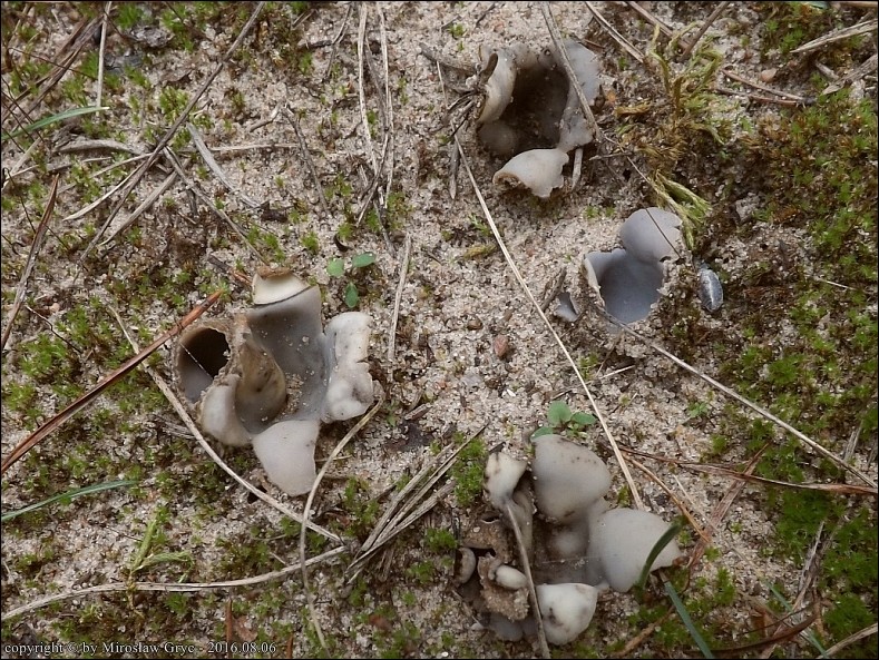 zagrzebka piaskowa - zdjęcie główne