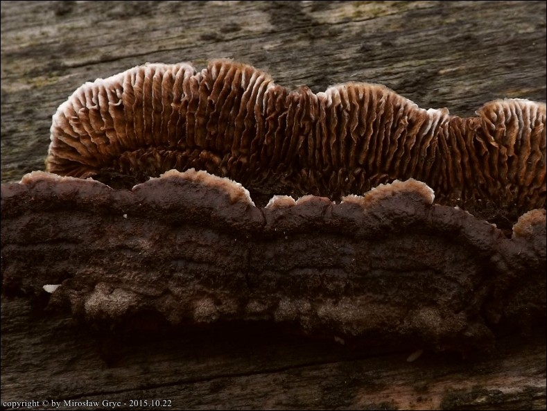 niszczyca jodłowa - zdjęcie główne