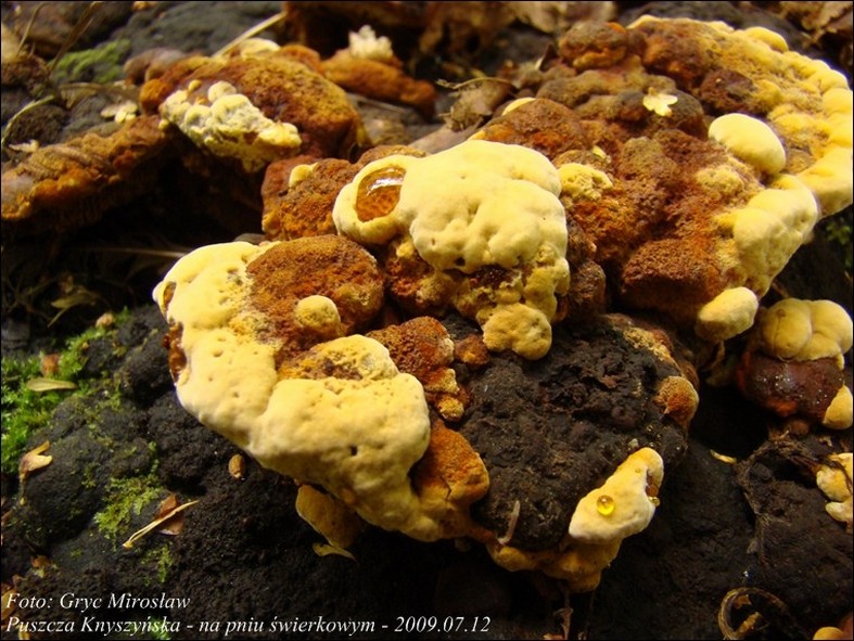 niszczyca anyżkowa - zdjęcie główne