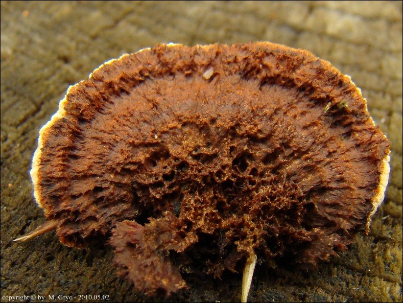 niszczyca płotowa - zdjęcie główne