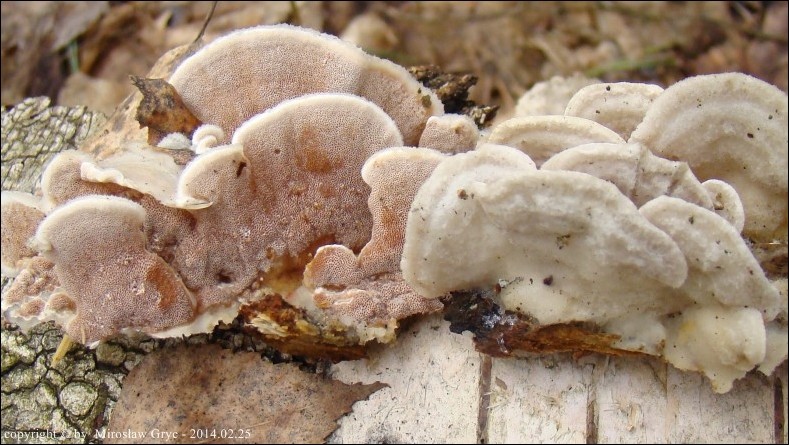 klejoporek dwubarwny - zdjęcie główne