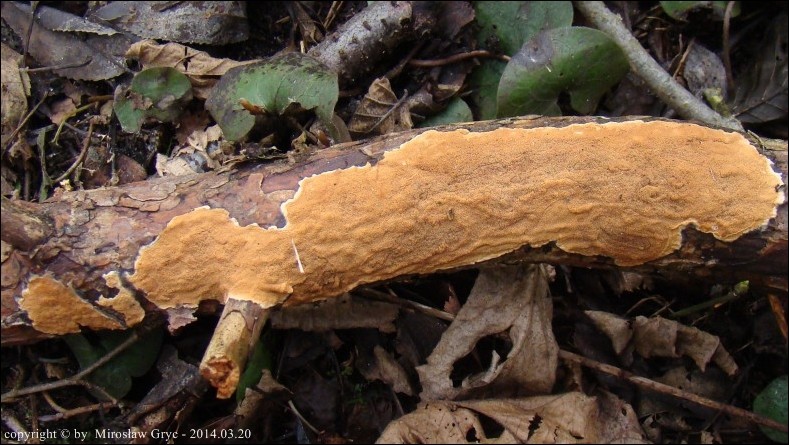 klejoporek winnoczerwony - zdjęcie główne