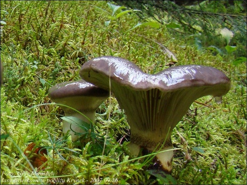 klejówka świerkowa - zdjęcie główne