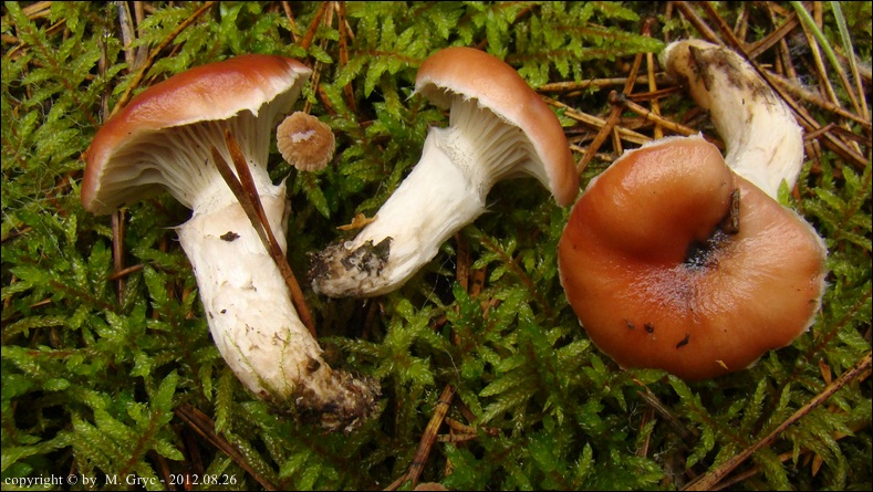 klejówka różowa - zdjęcie główne